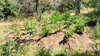 Elazığ’da 212 kök kenevir ele geçirildi