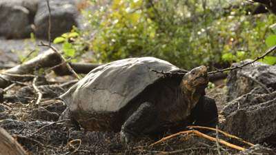 Nesli tükendiği sanılmıştı: 113 yıl sonra bulundu