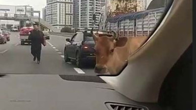 E-5 Karayolu'nu inekler bastı