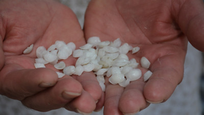 Balığın kafasından alınıyor. Böbrek taşını düşürüyor. Yoğun ilgi görüyor