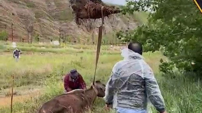 Arazide otlanırken çamura saplanan inek kurtarıldı