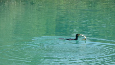 Kuş ile yılanın kapışması nefes kesti