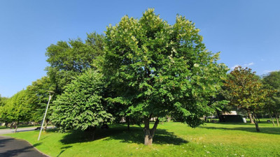 Kilosu yüzlerce liraya satılıyor ama kimse toplamıyor. Sokak ve parkları parfüm dükkanına çevirdi