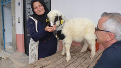 Anne diyen kuzu. Duyanın tüyleri diken diken oluyor