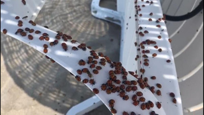 Saros Körfezi'ni milyonlarcası istila etti. İnsanları ısırmaya başladılar