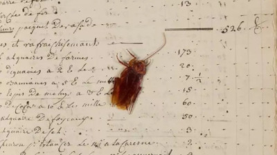 Arşivdeki defterden 200 yıllık hamam böceği çıktı