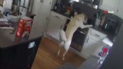 Sahibi evde olmayan köpek yangın çıkardı