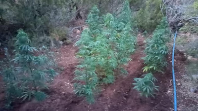 Boş araziye dikilmiş 155 kök kenevir ele geçirildi