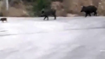 Aç kalan domuz sürüsü yemek aramak için şehre indi