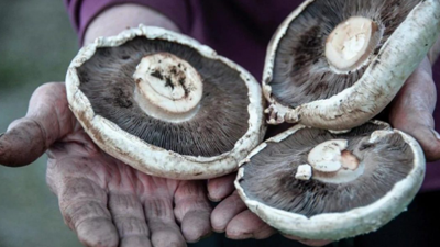 Mantar zehirlenmesi bakın nelere yol açıyor!