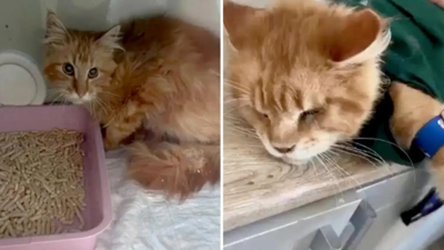 20 kediyle yaşıyordu: Aç kalan kediler sahiplerini yedi