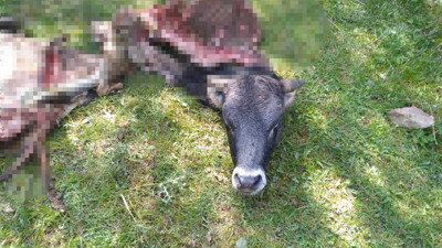 Kaybolan danayı kurtlar böyle parçaladı