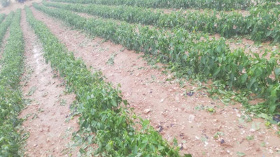 Haziran ayının sonunda dolu yağdı. Ağaçlar, ekili alanlar zarar gördü