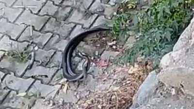 Yılanların dansı mest etti