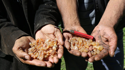 Kilosu bin lira olan çam sakızının fiyatı altınla yarışıyor