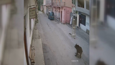 Karşısına çıkan ayıyı bağırarak korkutup kaçırdı