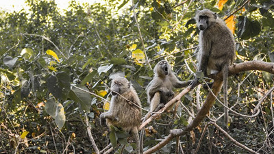 Tanzanya'da maymunların kaçırdığı bebek hayatını kaybetti
