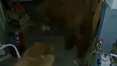 Evin garajına giren 2 ayı kavga etti. Gürültüye uyanan ev sahibi çığlığı bastı