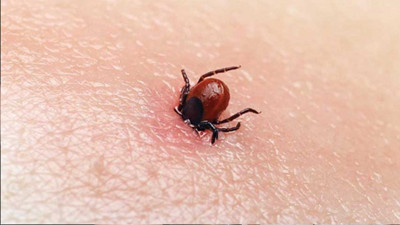 O ilimiz için kene uyarısı