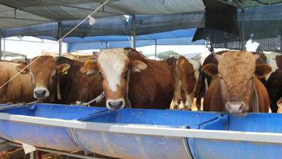 Büyük ve küçükbaş kurbanlık fiyatlarına büyük zam