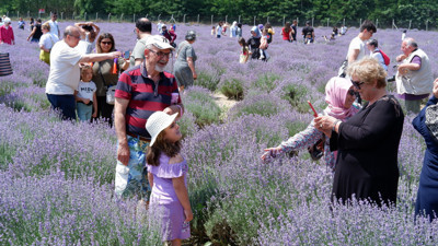 Lavanta tarlası fotoğraf stüdyosuna dönüştü