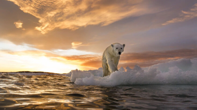 Grönland'da yeni bir kutup ayısı nüfusu keşfedildi
