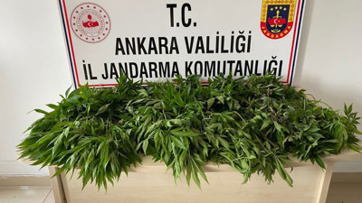 Ankara'da 830 kök kenevir ele geçirildi