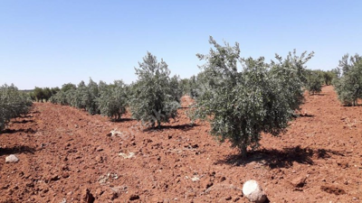 Kilis Merkez’de icradan satılık zeytinlik