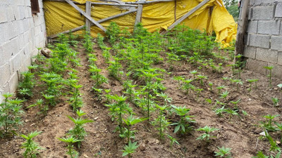 Evin bahçesini kenevir tarlasına çevirmişler