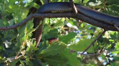 Ağaç dalından kalın yılan panik yaşattı