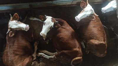 Azgın boğaları kuzuya dönüştürüyor