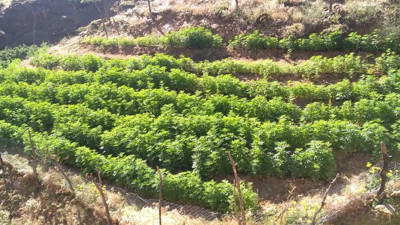 Bingöl’de 21 bin kök kenevir bitkisi ele geçirildi