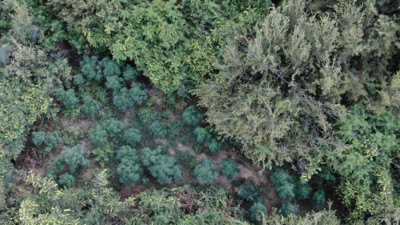 Ormanlık alanda 167 kök Hint keneviri ele geçirildi