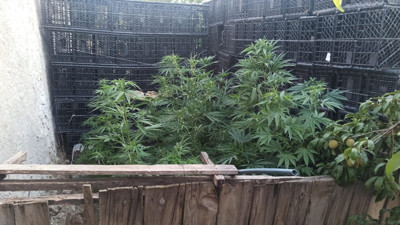 Evinin bahçesinde kenevir yetiştirdi