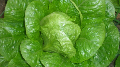 Marulun faydaları saymakla bitmiyor