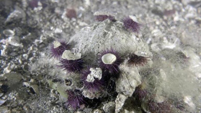 Kadın ve erkeklerde afrodizyak etkisi yapıyor. Marmara Denizi'nde kaçak toplayıp hapur hupur yiyorlar