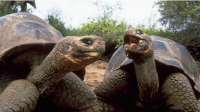 İnsan ömrünü uzatmanın yolu soğukkanlı hayvanlardan geçiyor