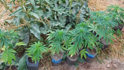 Sivas’ta 17 kök Hint keneviri bitkisi ele geçirildi