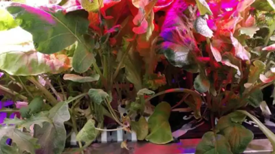 Uzayda topraksız sebze yetiştirildi | Hasadı bile yapıldı