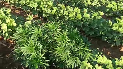 Pamuk tarlasına ekili halde 150 kök kenevir bitkisi ele geçirildi