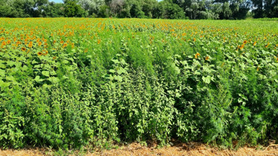 Ayçiçeği tarlasında 85 bin kök kenevir bitkisi ele geçirildi