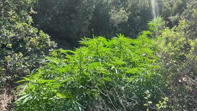 Ormanlık alana ekilmiş 428 kök kenevir bitkisi ele geçirildi