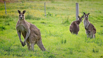 42 bin yıl önce yaşamış yeni bir cins keşfedildi