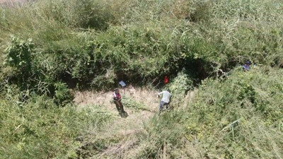 Sazlıklar arasına gizlenmiş 543 kök kenevir ele geçirildi