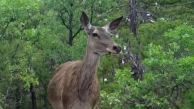Yaban hayatı foto-kapanlara yansıdı