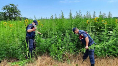 Jandarma drone ile tespit etti. 661 bin kök yakalandı