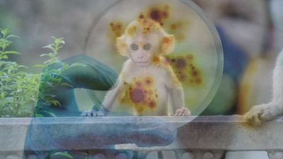 Dünya Sağlık Örgütü'nden (DSÖ) korkutan maymun virüsü açıklaması