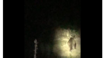 Yer Tunceli. Mozart dinletilen ayı arkasına bakmadan kaçtı