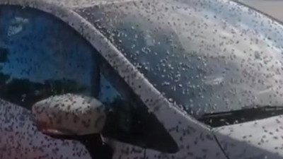 Kandıra'da korku dolu anlar. Her yeri istila ettiler