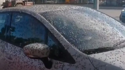 Kelebekler bir ilçeyi istila etti. Çiftçiler endişeli